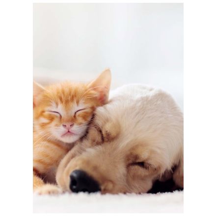 Maxiquaderno Collezione Puppy - Rigatura C - Righe 4a e 5a elementare - 80 g - A4 - copertine assortite